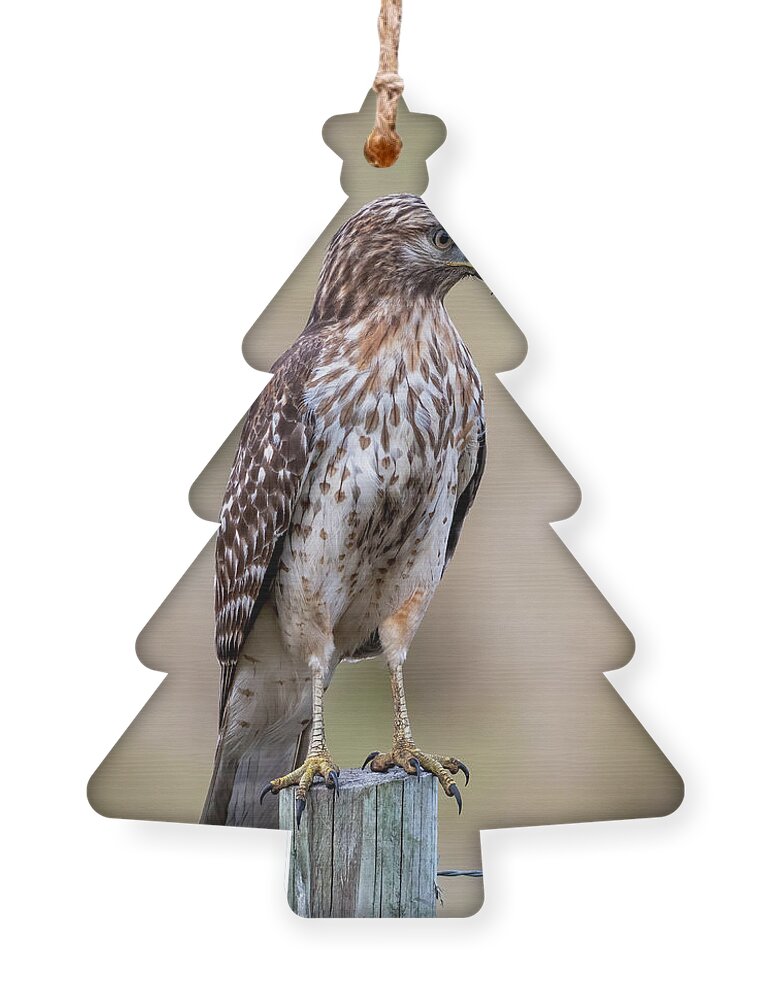 Red_shouldered Hawk Ornament featuring the photograph Red-shouldered Hawk on Fence by Bradford Martin