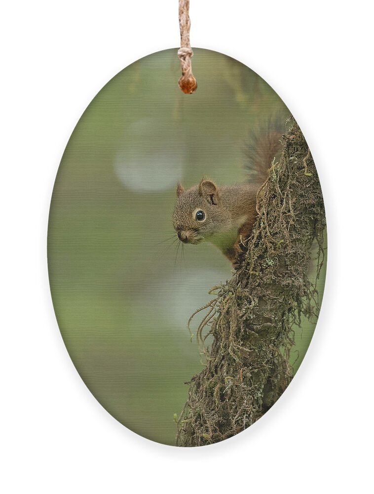 Red Squirrel Ornament featuring the photograph Red Squirrel Peeks out from Mossy Tree by Nancy Gleason