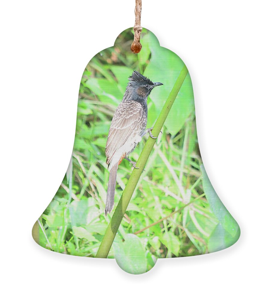 Pycnonotus Cafer Ornament featuring the photograph Red-vented Bulbul - Pycnonotus cafer by Amazing Action Photo Video
