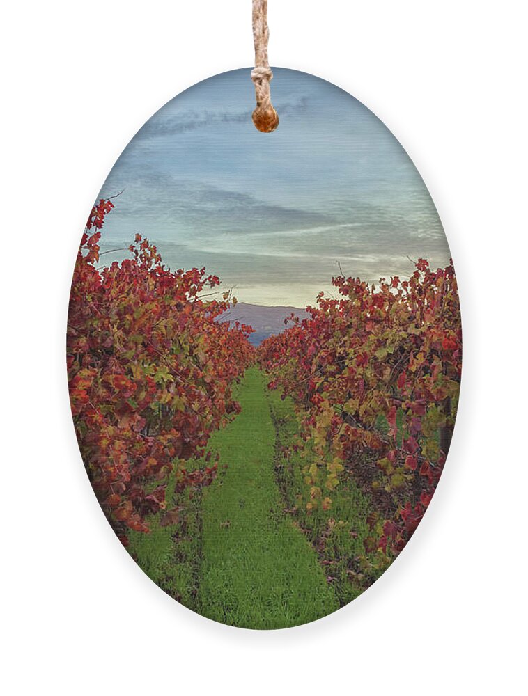 Nature Ornament featuring the photograph Red Vines 3 by Jonathan Nguyen