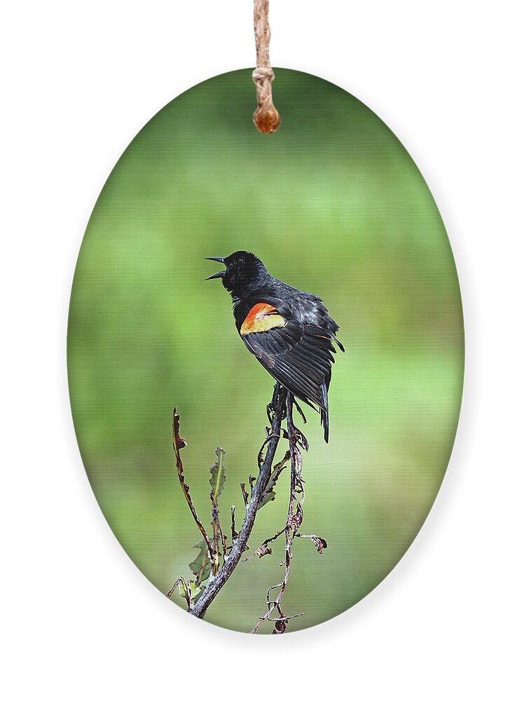 Florida Ornament featuring the photograph Red Wing Singing by Jennifer Robin