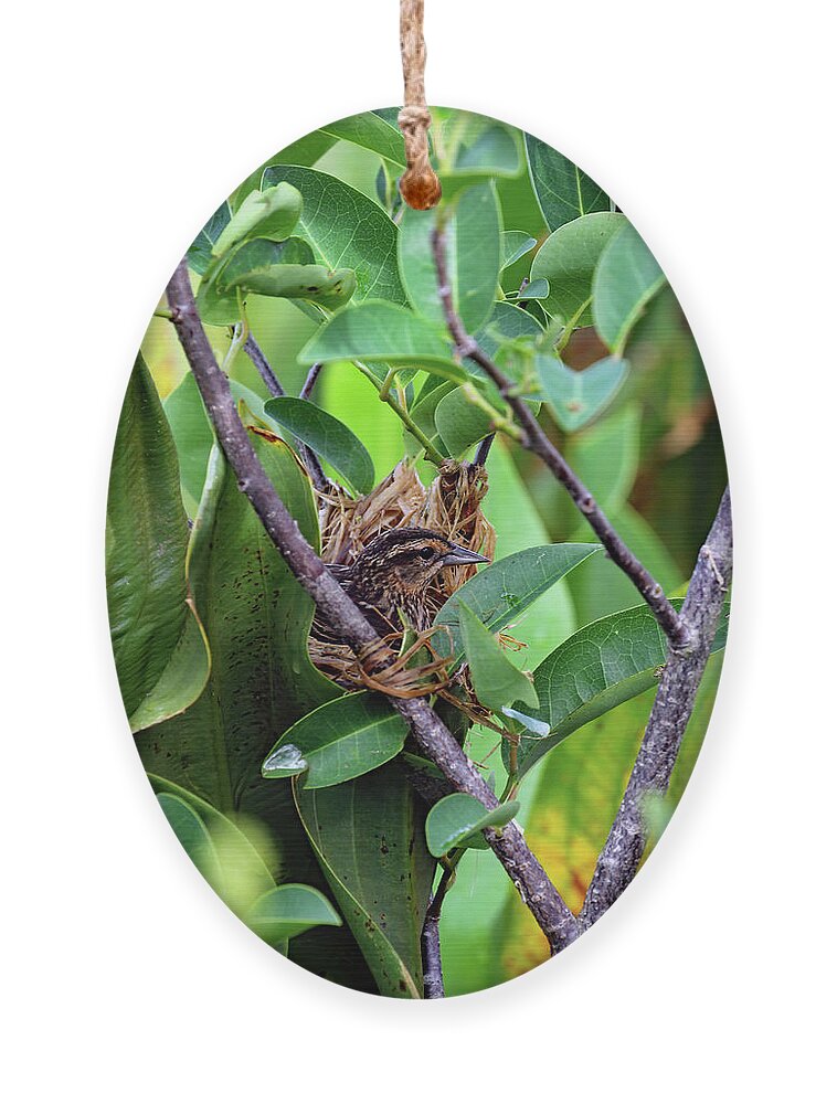 Florida Ornament featuring the photograph Red Winged Blackbird On Nest by Jennifer Robin