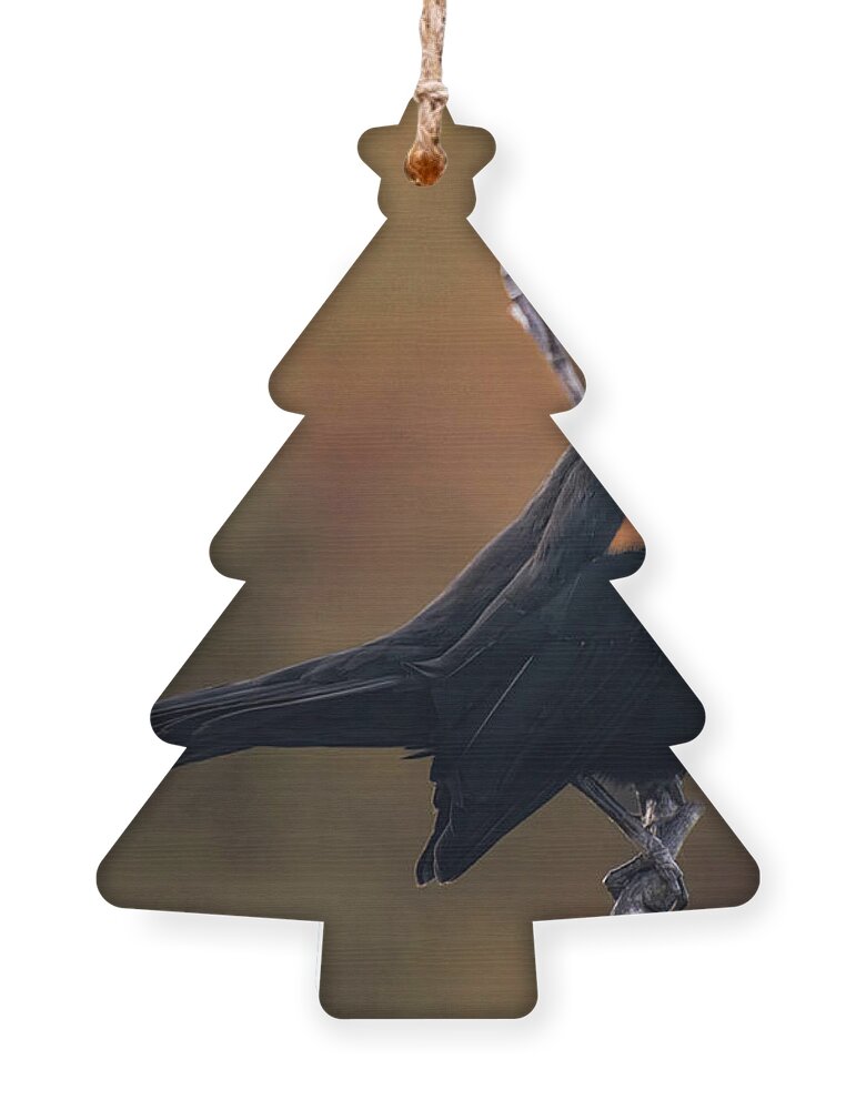 Blackbird Ornament featuring the photograph Red Winged Blackbird by Rebecca Herranen
