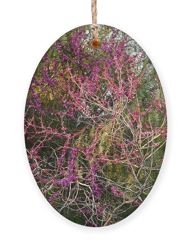 Oklahoma Redbud Ornament featuring the photograph Redbud in Sunset Light and Shadow by Michele Myers