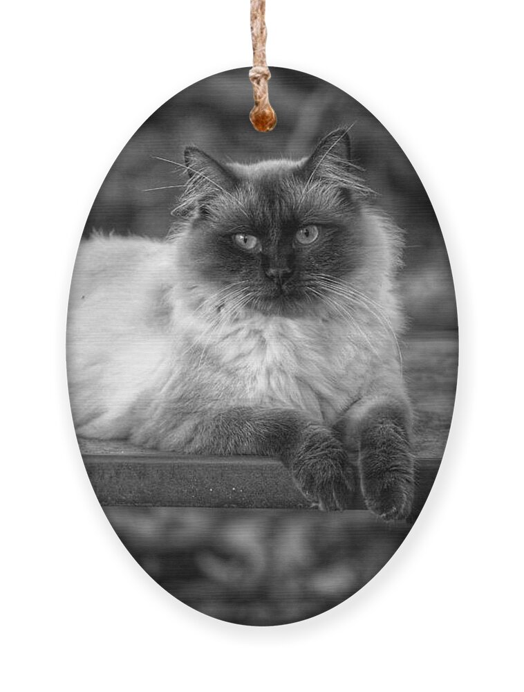 Cat Ornament featuring the photograph Regal by DArcy Evans