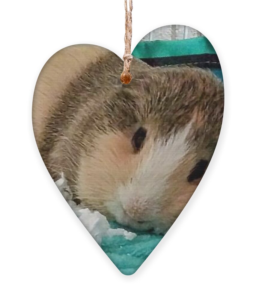 Guinea Pig Ornament featuring the photograph Relax, It's Going to be Okay by J Vincent Scarpace