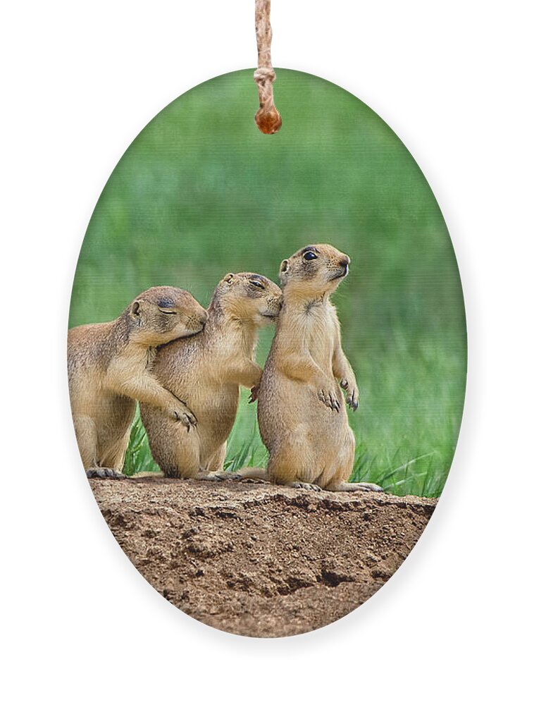 Utah Prairie Dogs Ornament featuring the photograph Relaxing Utah Prairie Dogs Cynomys Parvidens Wild Utah by Dave Welling