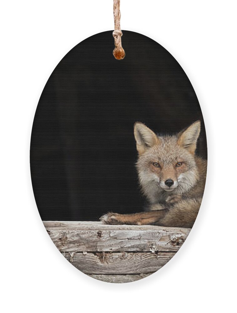 Red Fox Ornament featuring the photograph Restful Morning by Everet Regal