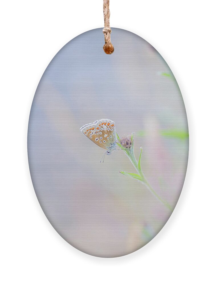 Butterfly Ornament featuring the photograph Resting Common Blue Butterfly by Anita Nicholson