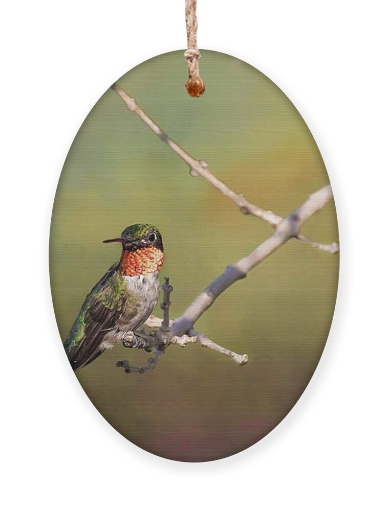 Hummingbird Ornament featuring the photograph Resting Hummingbird by Pam Rendall