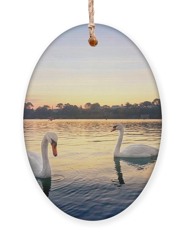 Restronguet Ornament featuring the photograph Restronguet Swans at Sunrise by Terri Waters