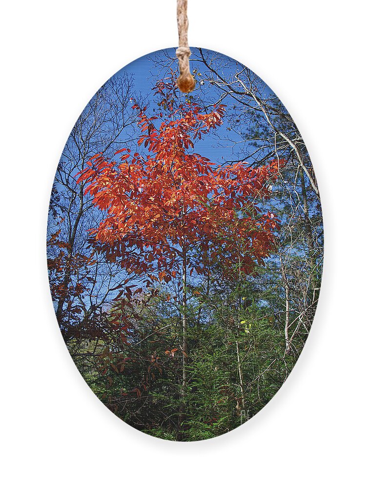 Autumn Ornament featuring the photograph Return to Autumn by Phil Perkins