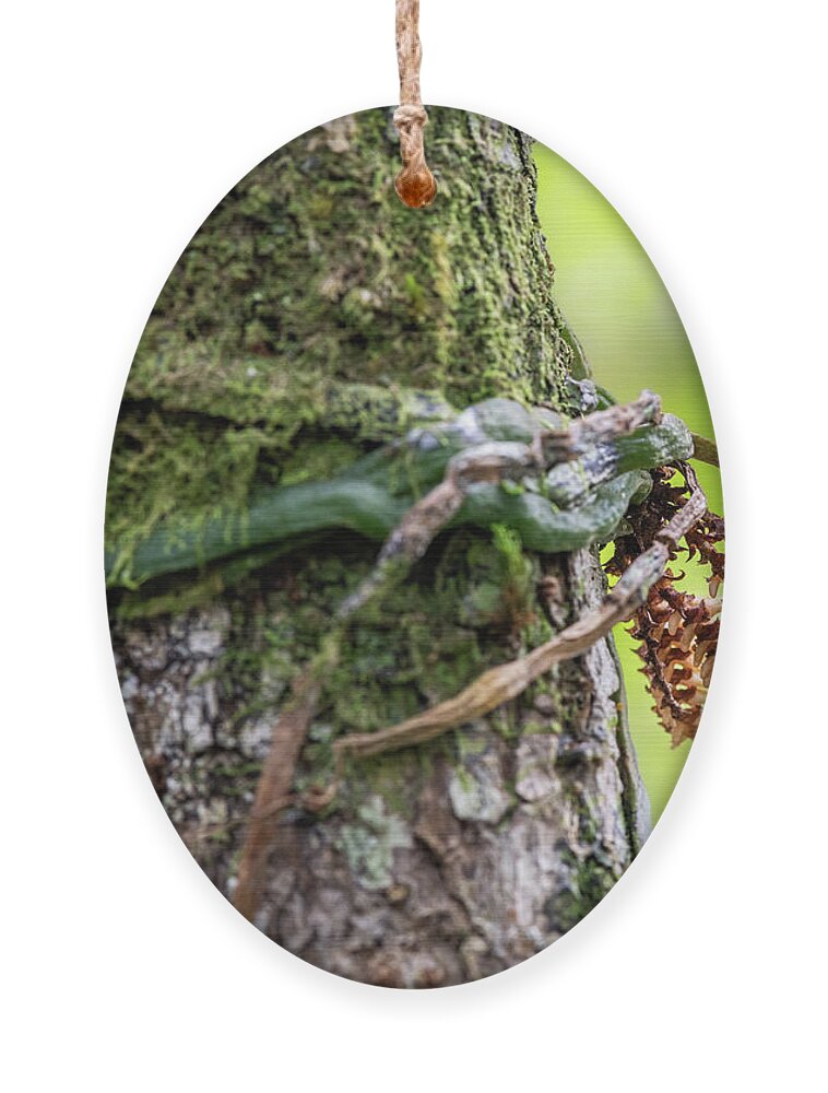 Campylocentrum Pachyrrhizum Ornament featuring the photograph Ribbon Orchid 2 by Rudy Wilms
