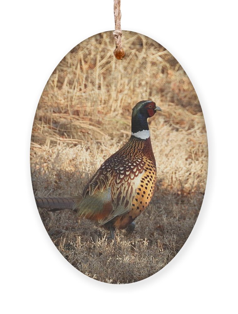 Pheasant Ornament featuring the photograph Ring Necked Pheasant by Amanda R Wright