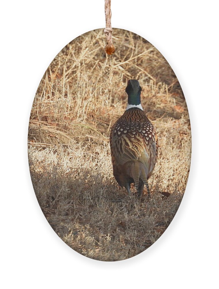 Pheasant Ornament featuring the photograph Ring Necked Pheasant Backside by Amanda R Wright
