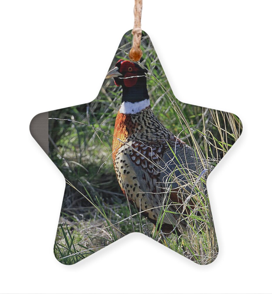 Utah Ornament featuring the photograph Ring Necked Pheasant On Antelope Island by Jennifer Robin