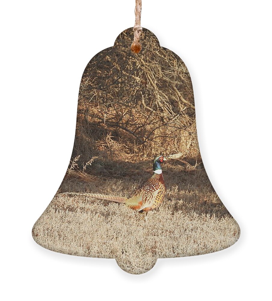 Pheasant Ornament featuring the photograph Ring Necked Pheasant Profile by Amanda R Wright