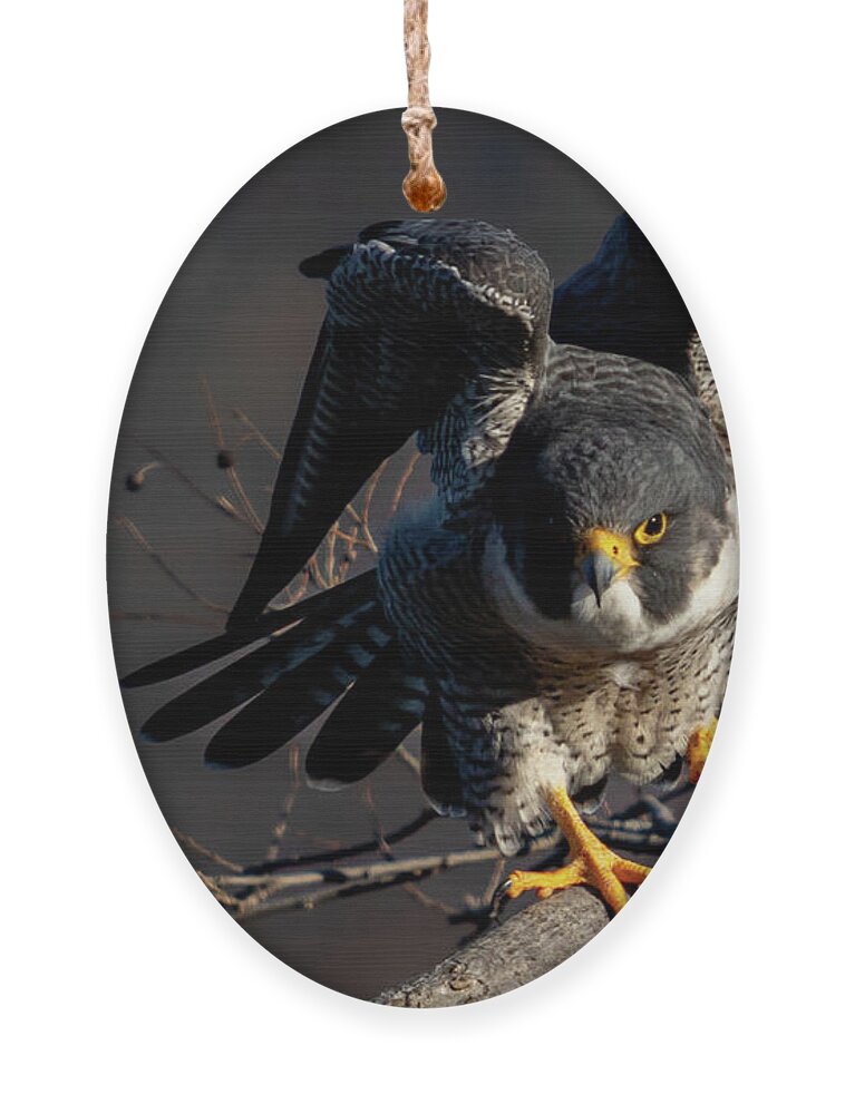 Falcon Ornament featuring the photograph Rise Up by Alyssa Tumale