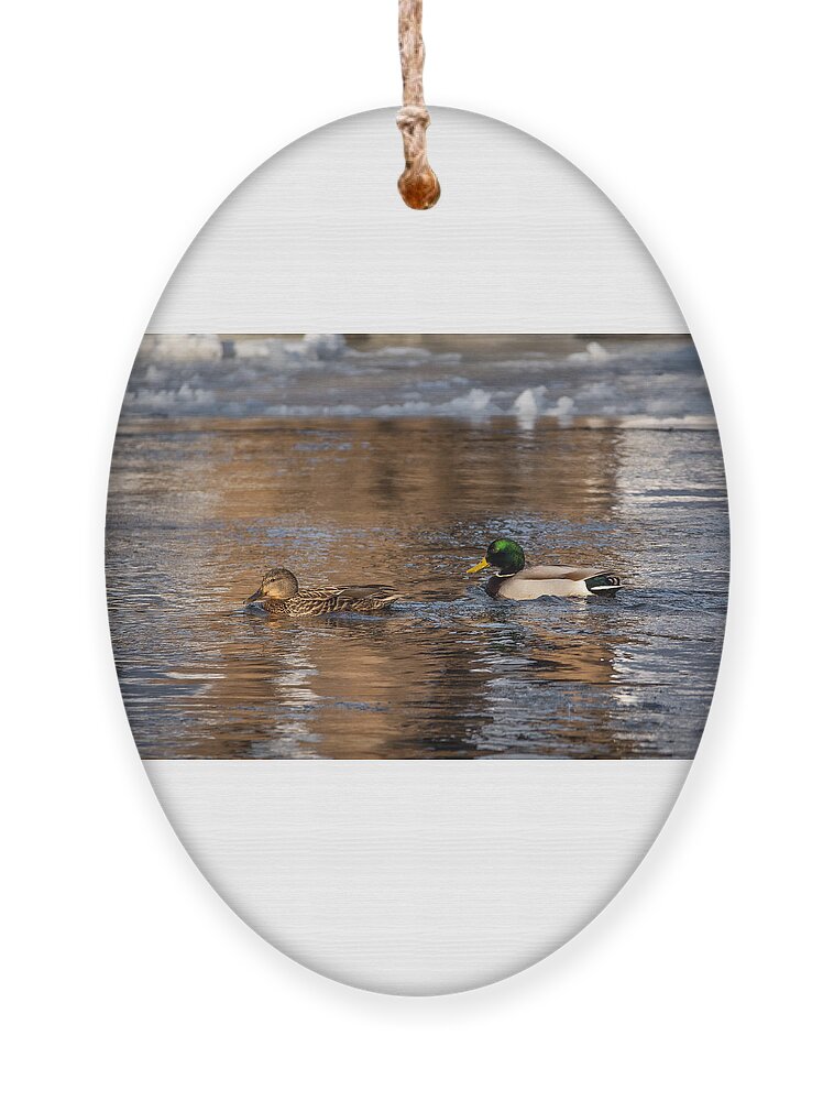 Bird Ornament featuring the photograph River Romance by Linda Bonaccorsi