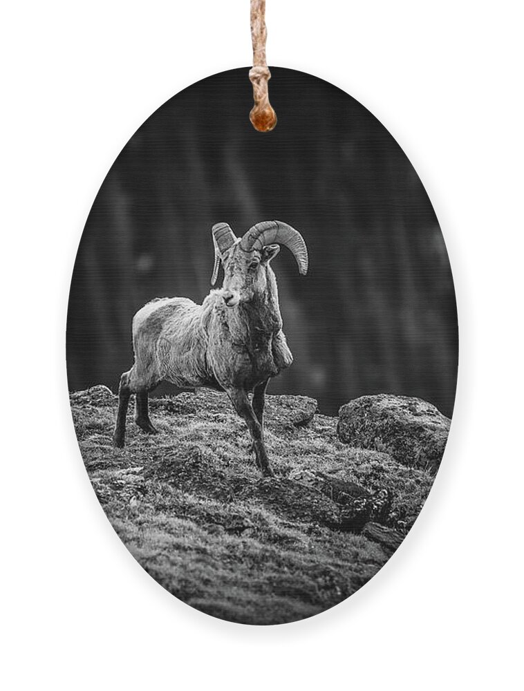 Rocky Mountain Bighorn Ram Ornament featuring the photograph Rocky Mountain Bighorn Ram by Dan Sproul