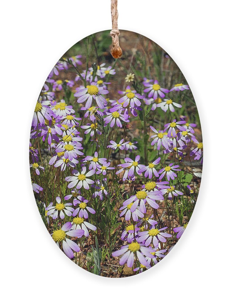 Wildflowers Ornament featuring the photograph Roebuckiella Ciliocarpa by Elaine Teague