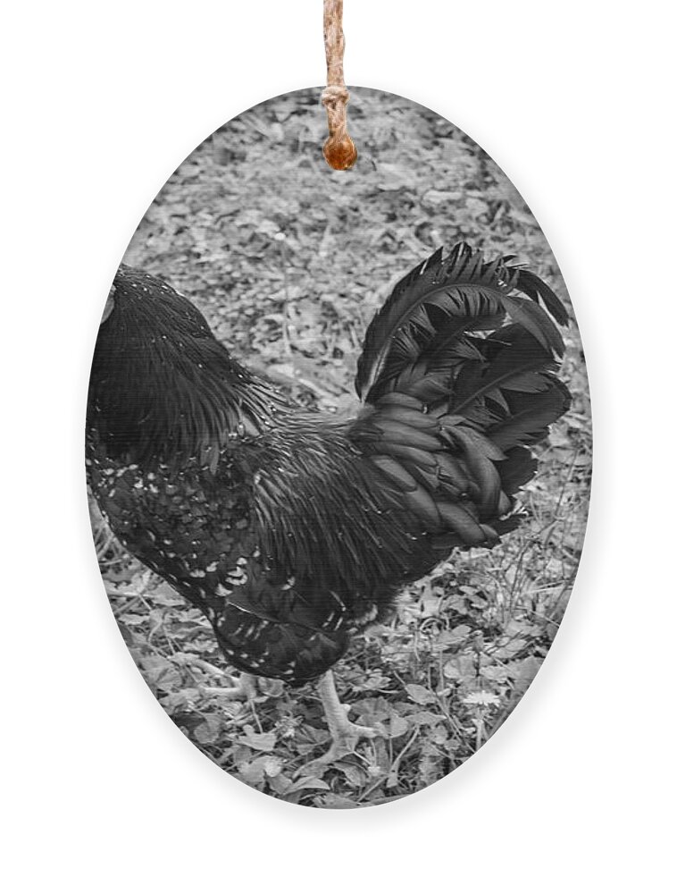 Rooster Ornament featuring the photograph Rooster BW by Cathy Anderson