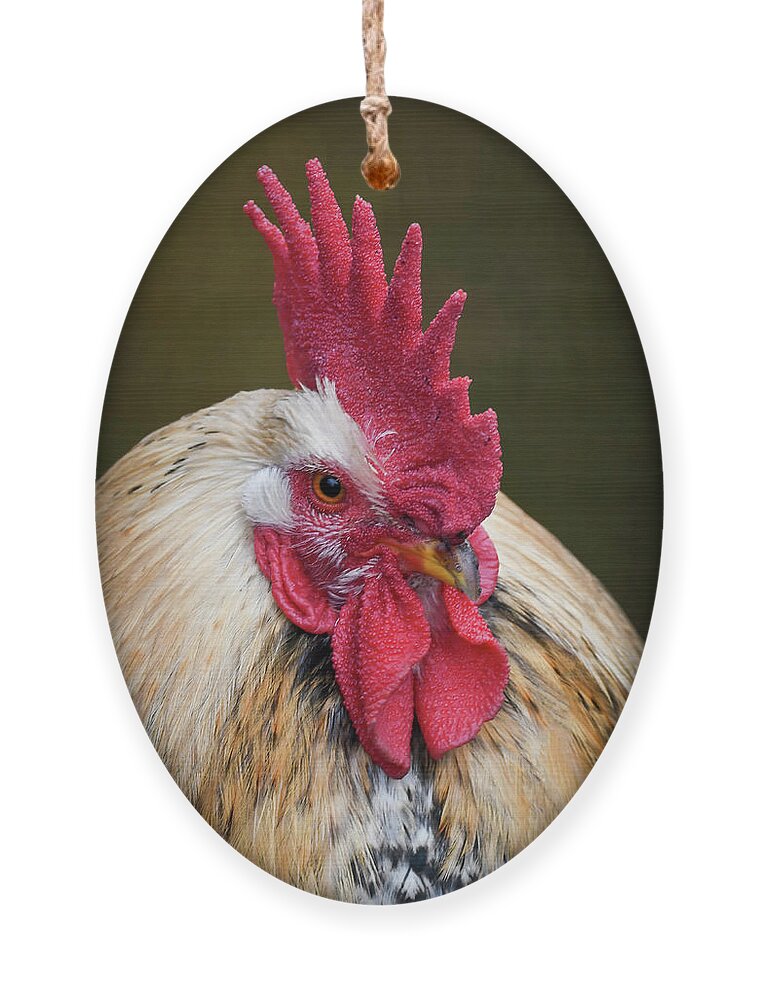 Chicken Ornament featuring the photograph Rooster by Marjolein Van Middelkoop