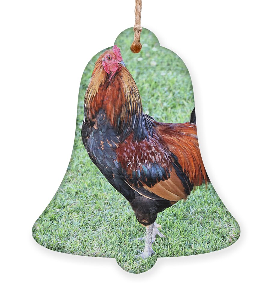 Rooster Ornament featuring the photograph Rooster by Vivian Krug Cotton