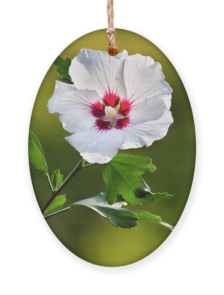 Hibiscus Ornament featuring the photograph Rose Of Sharon Flower by Christina Rollo
