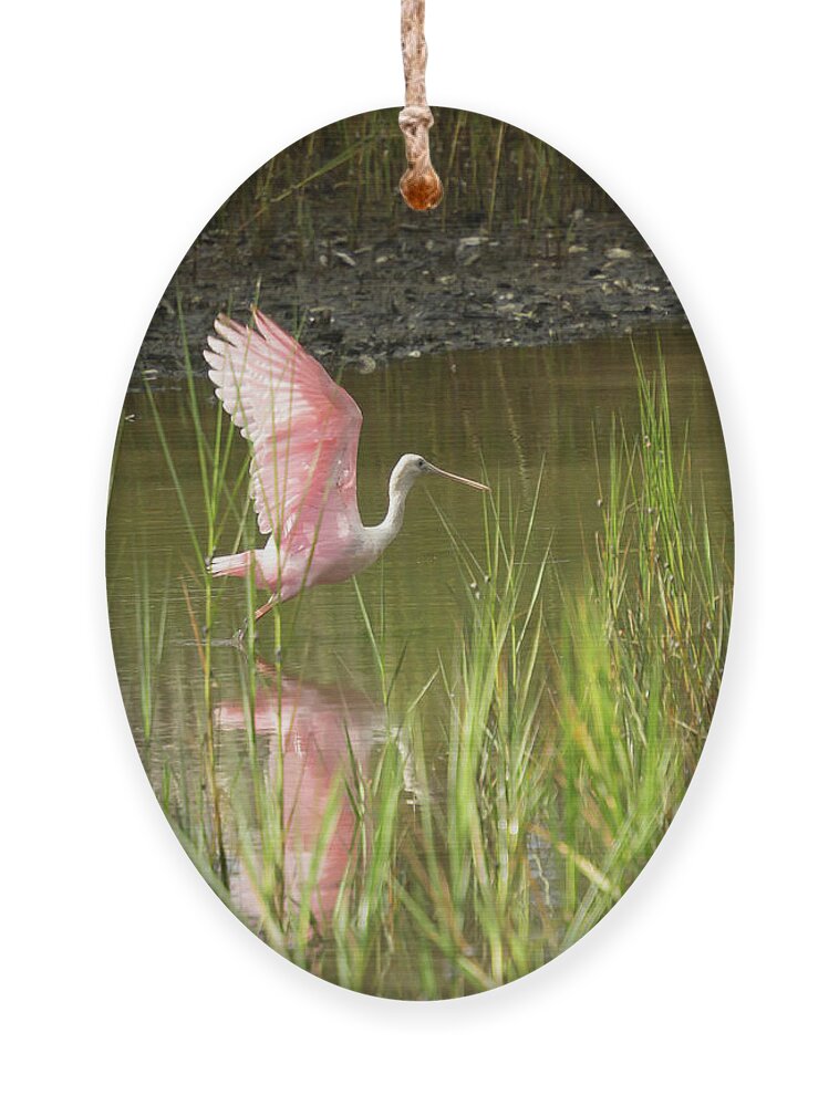 Roseate Spoonbill. Marsh Ornament featuring the photograph Roseate Spoonbill In Flight by Patricia Schaefer
