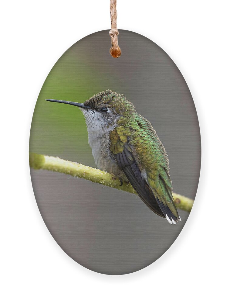 Ruby-throated Hummingbird Ornament featuring the photograph Ruby-throated Hummingbird 2016-10 by Thomas Young