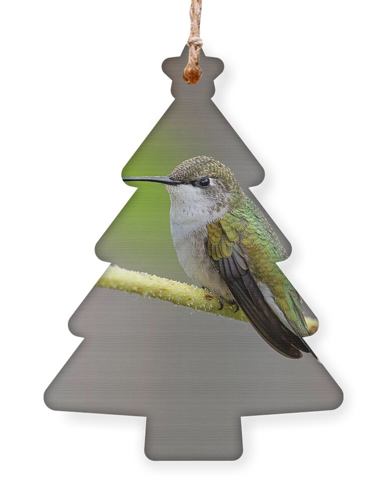 Ruby-throated Hummingbird Ornament featuring the photograph Ruby-throated Hummingbird 2016-9 by Thomas Young