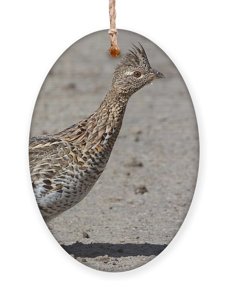 Grouse Ornament featuring the photograph Ruffed Grouse in the Gros Ventre by Kathleen Bishop