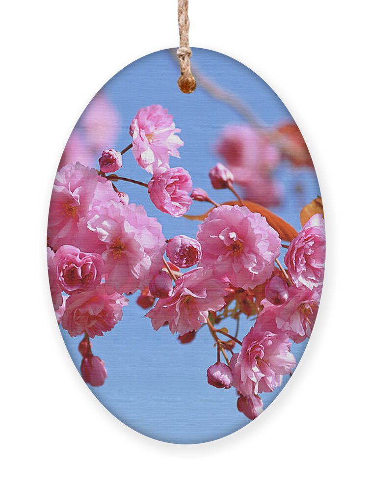 Pink Blossom Ornament featuring the photograph Sakura in a blue sky by Maria Meester