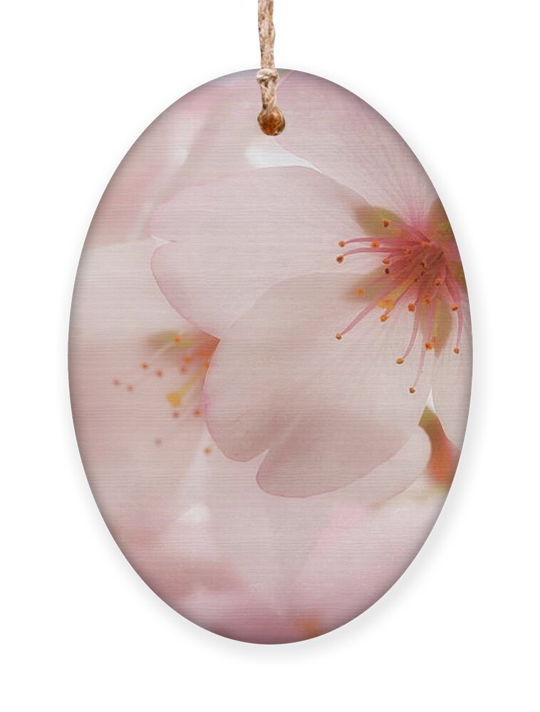 Cherry Blossoms Ornament featuring the photograph Sakura by Susan Rissi Tregoning
