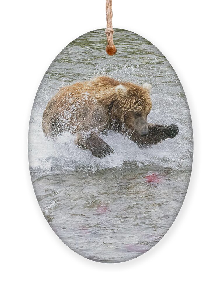 Alaska Ornament featuring the photograph Salmon in Sight by Cheryl Strahl