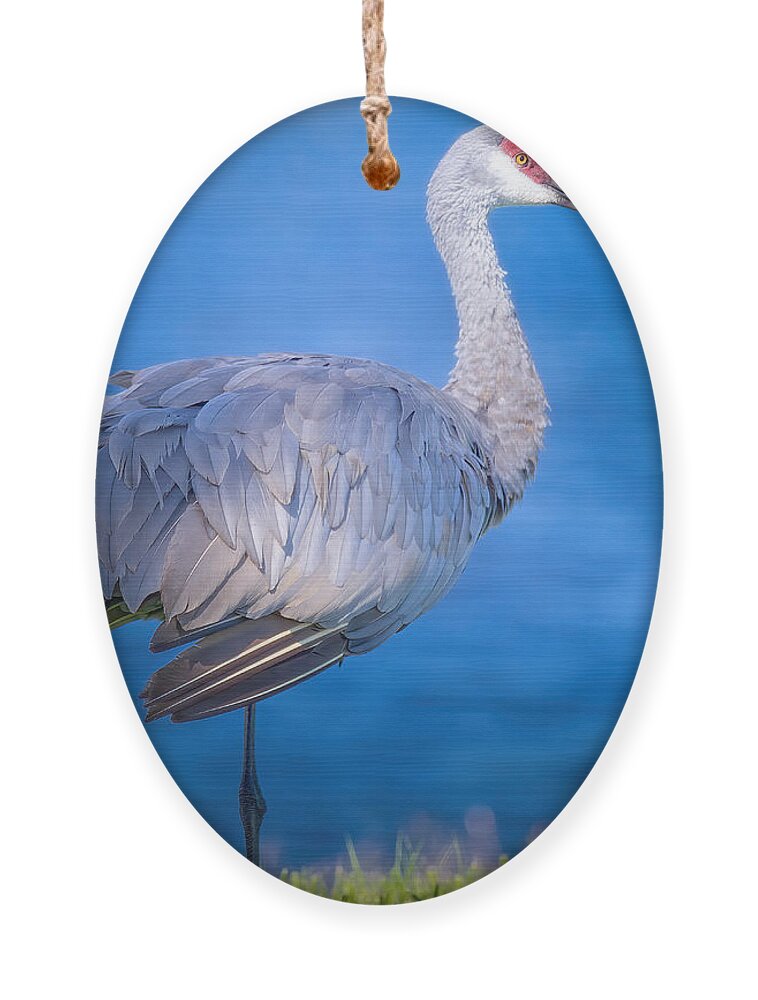 Sandhill Crane Ornament featuring the photograph Sandhill Crane by the River by Mark Andrew Thomas