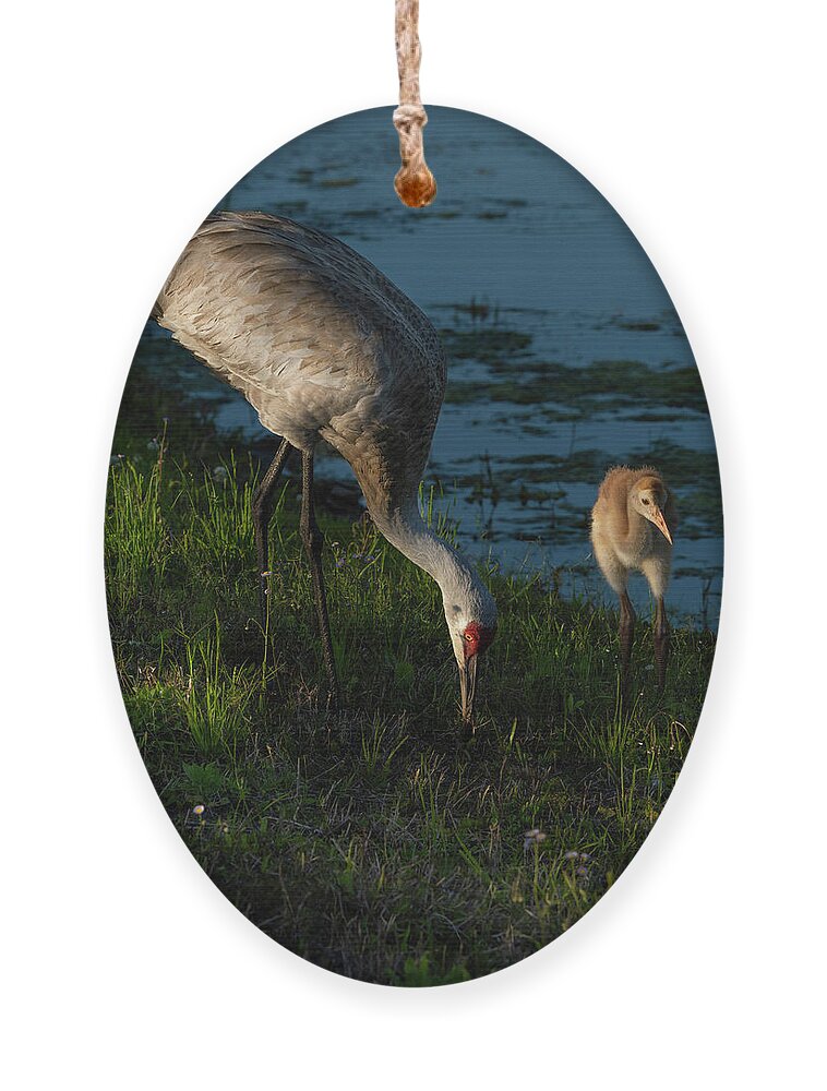 Birds Ornament featuring the photograph Sandhill Crane by Larry Marshall