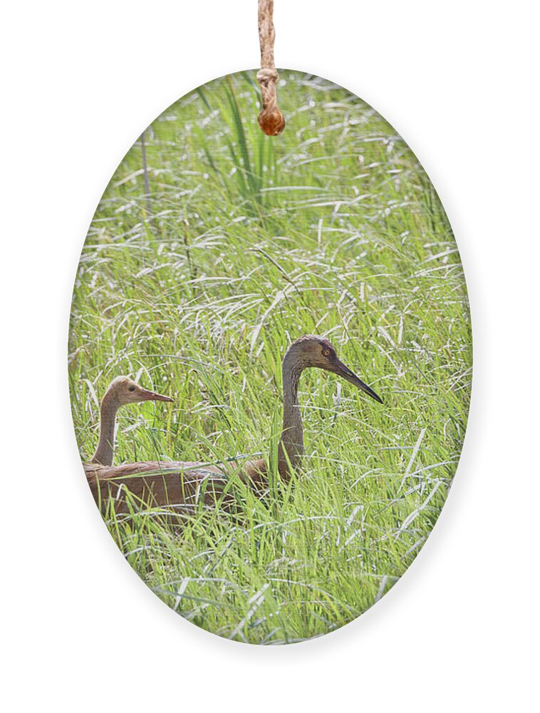 Sandhill Crane Ornament featuring the photograph Sandhill Parent and Colt by Natural Focal Point Photography