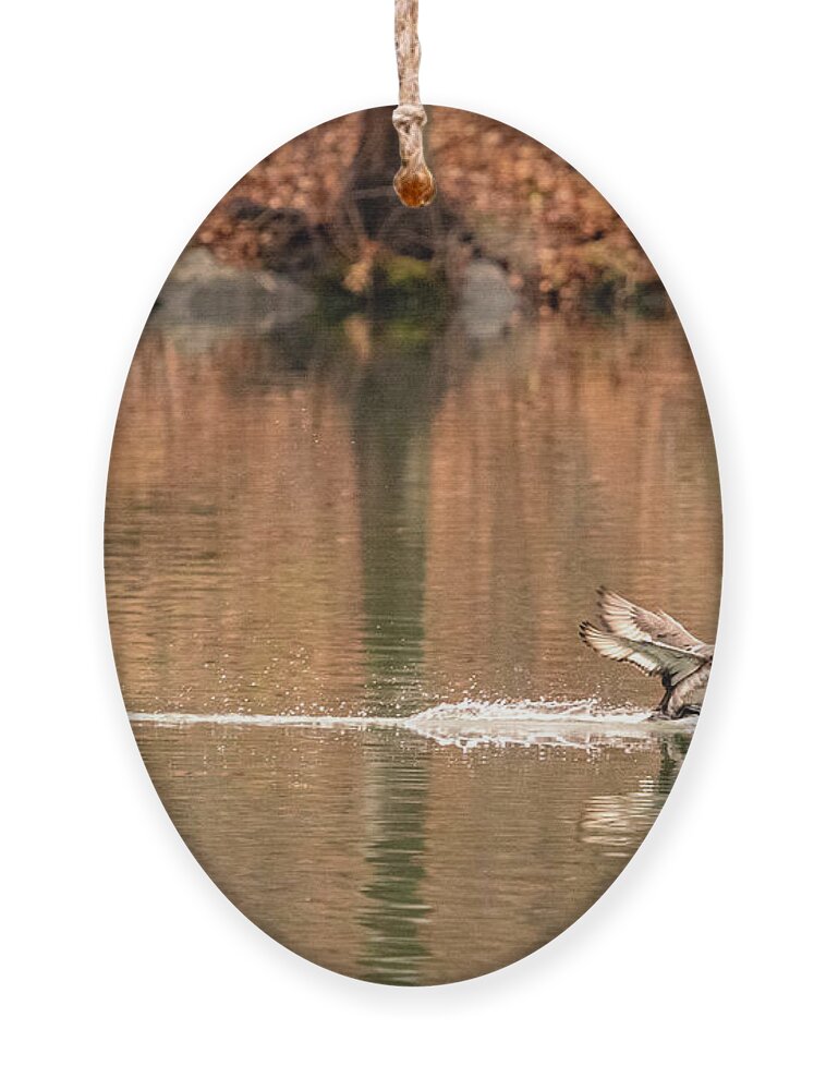Scaup Ornament featuring the photograph Scaup on the water. by Alyssa Tumale