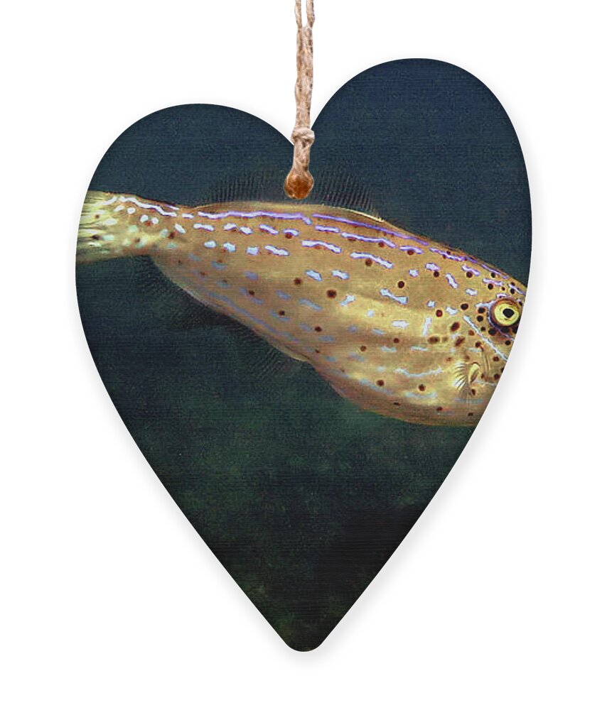 Underwater Ornament featuring the photograph Scrawled Filefish 25 by Daryl Duda