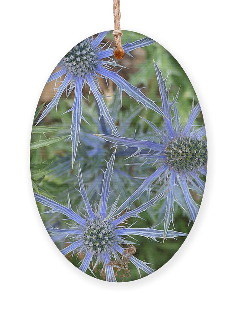 Sea Holly Ornament featuring the photograph Sea Hollies in bloom by Bentley Davis