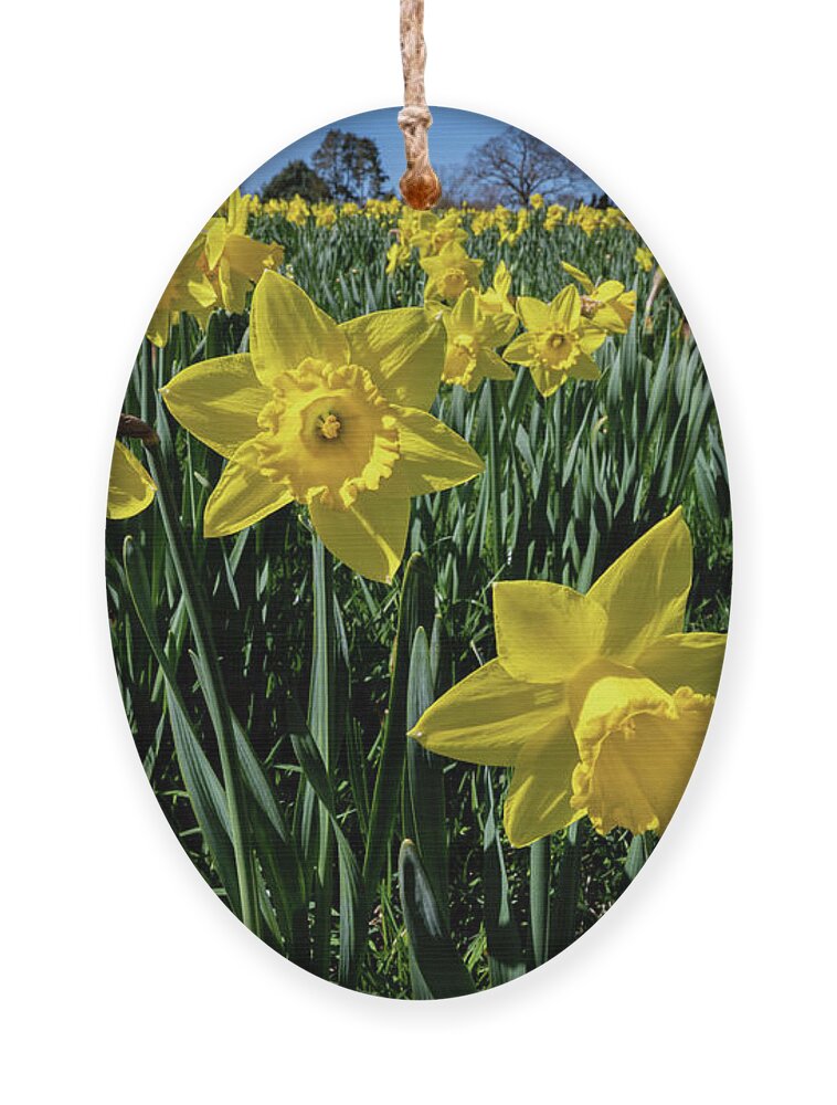Spring Ornament featuring the photograph Sea of Daffodils by Kevin Suttlehan