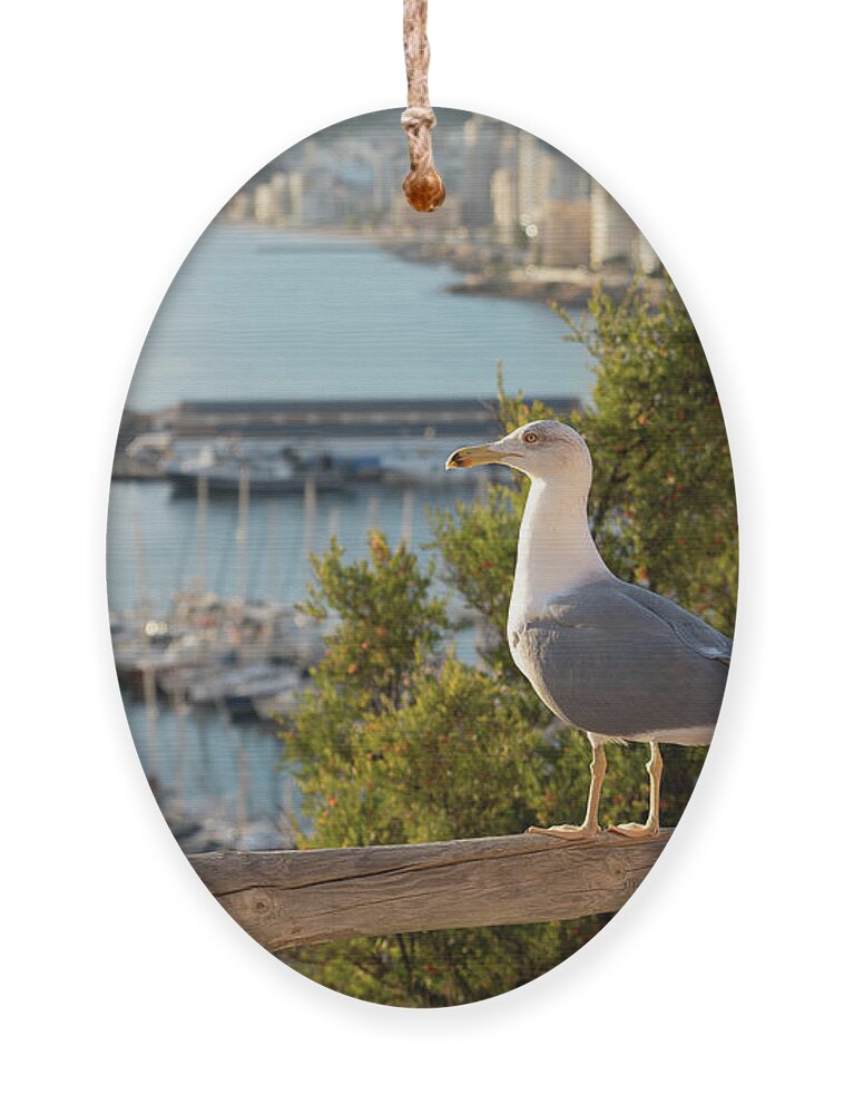 Seagull Ornament featuring the photograph Seagull looking at the marina in Calpe and the Mediterranean Sea by Adriana Mueller
