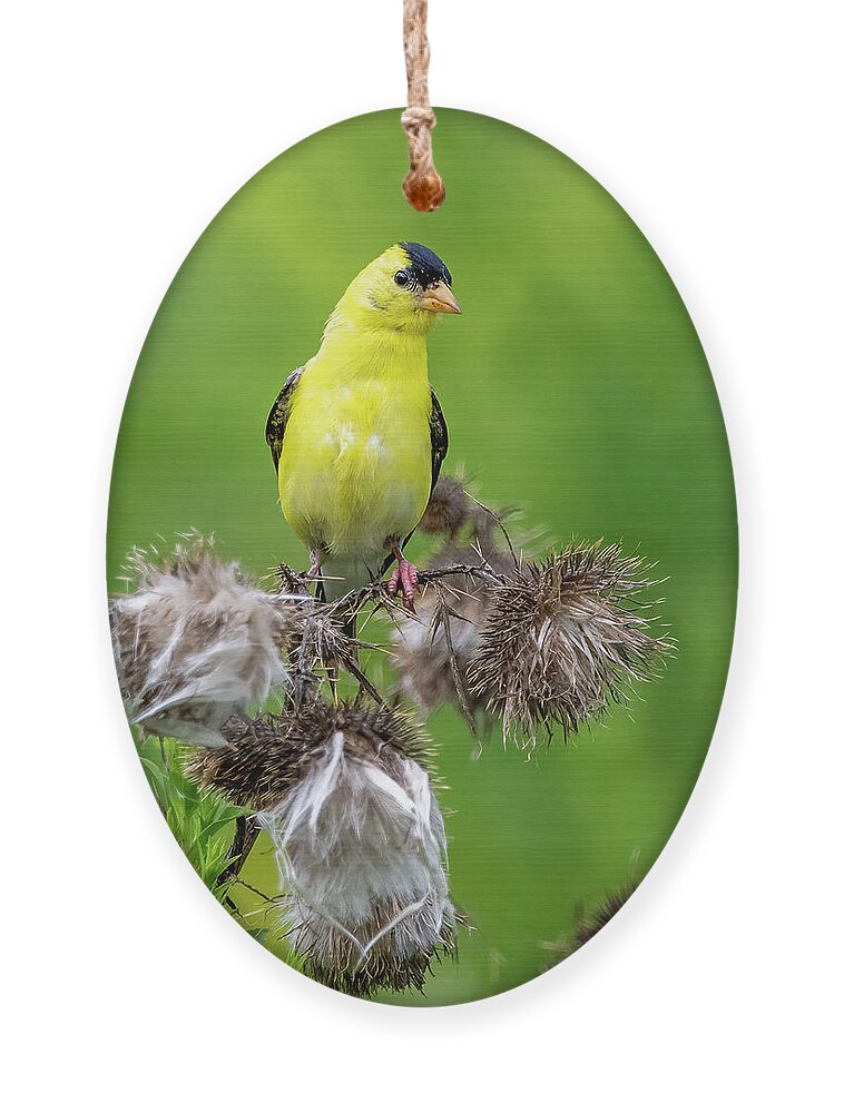 Goldfinch Ornament featuring the photograph Season's End by Regina Muscarella