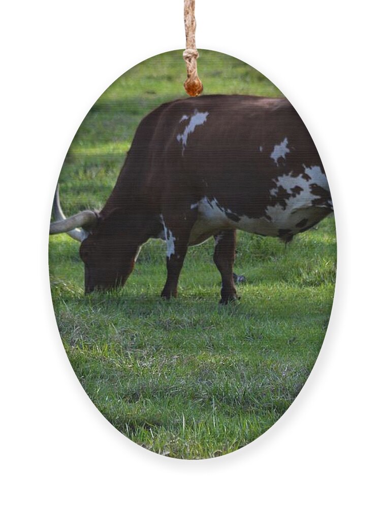 Shady Longhorn Ornament featuring the photograph Shady Longhorn by Warren Thompson