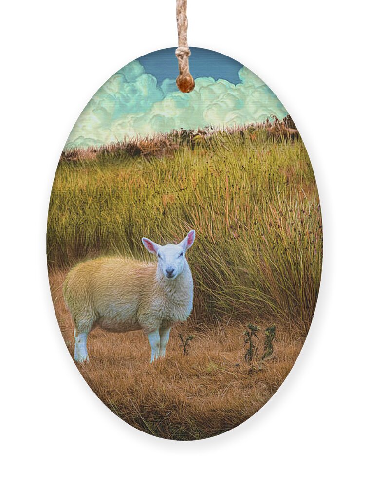 Animals Ornament featuring the photograph Sheepish Autumn Greeting by Debra and Dave Vanderlaan