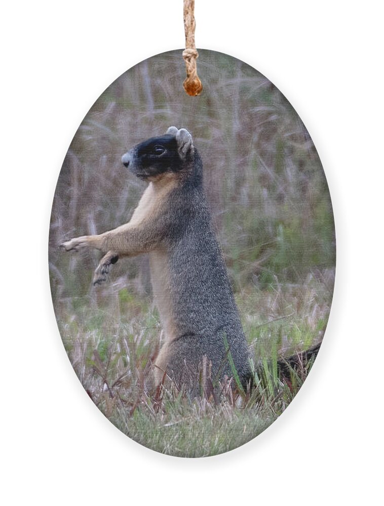 Squirrel Ornament featuring the photograph Sherman's Fox Squirrel in the Grass by Bradford Martin