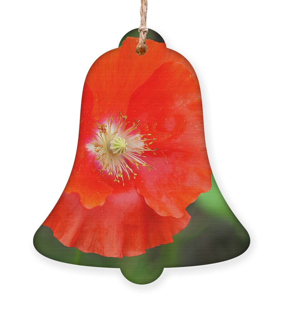Shirley Poppy Ornament featuring the photograph Shirley Poppy 2022-1 by Thomas Young