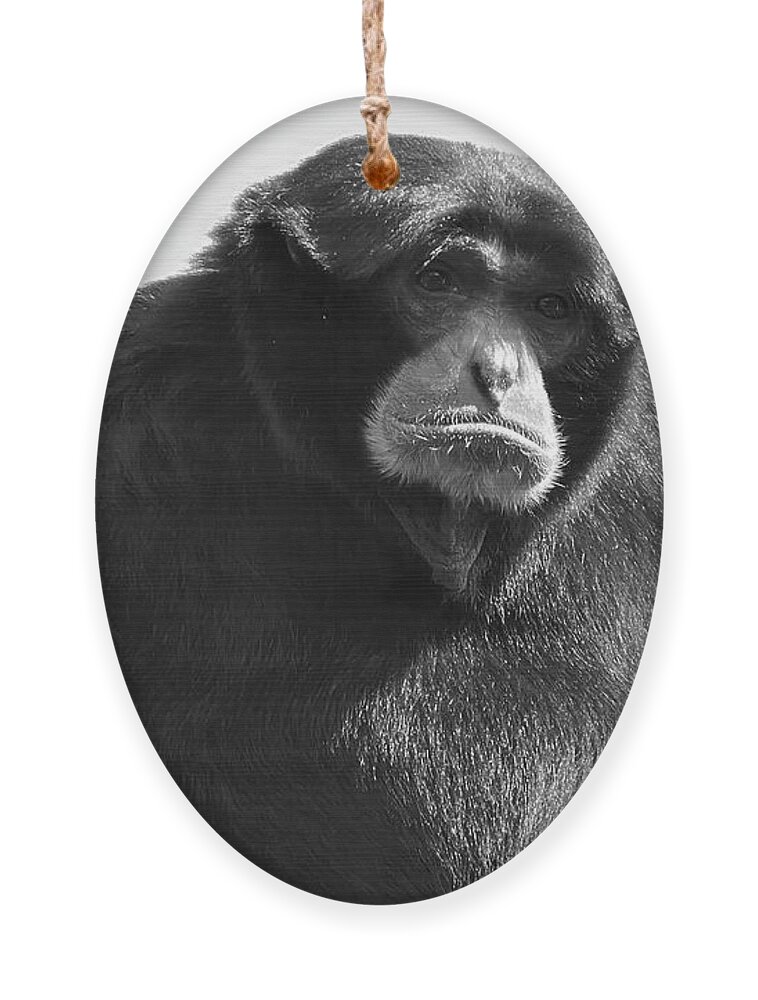 Siamang Ornament featuring the photograph Siamang Portrait in Black and White by Bentley Davis